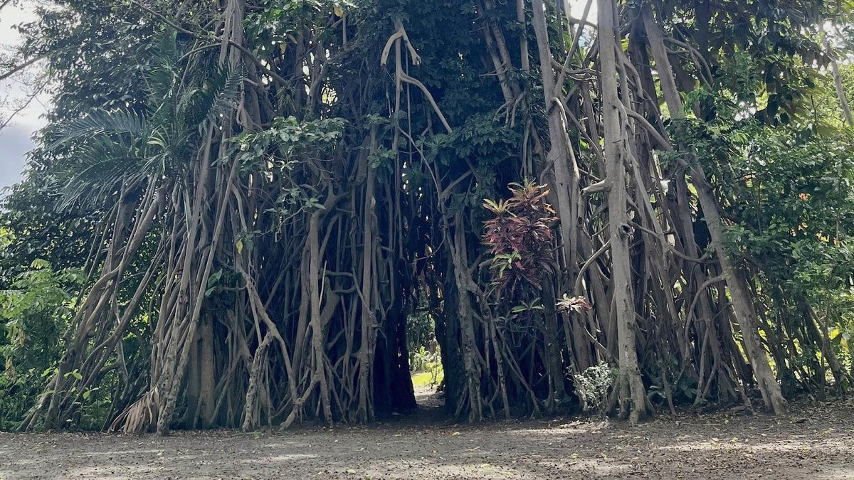 Ancient banyan tree at Etapu Kastom Village on Tanna Island, Vanuatu