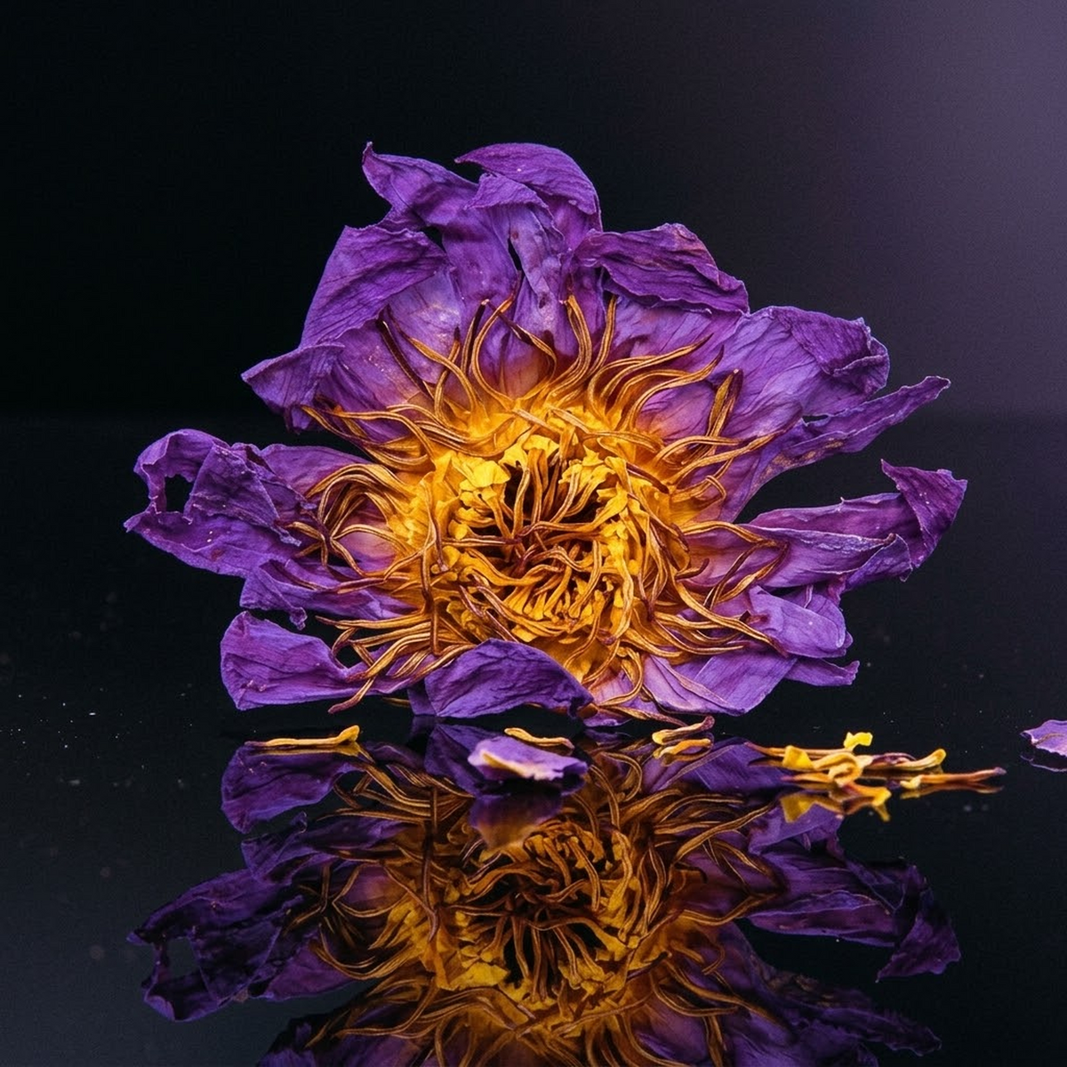 Botanical macro photograph of an Australian Blue Lotus flower.