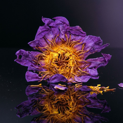 Botanical macro photograph of an Australian Blue Lotus flower.
