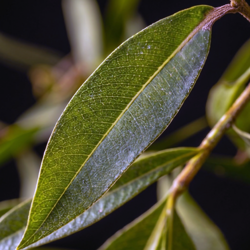 Extreme macro of a backlit lemon myrtle leaf showing intricate veins and green and silver-green tones against a dark background