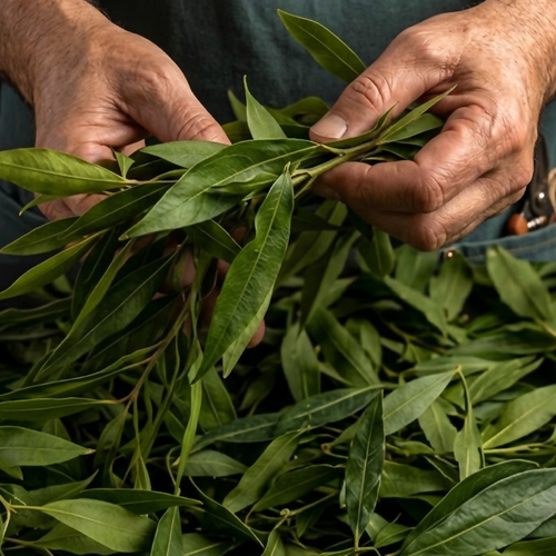 Close-up of hands carefully selecting fresh green lemon myrtle sprigs against a dark background