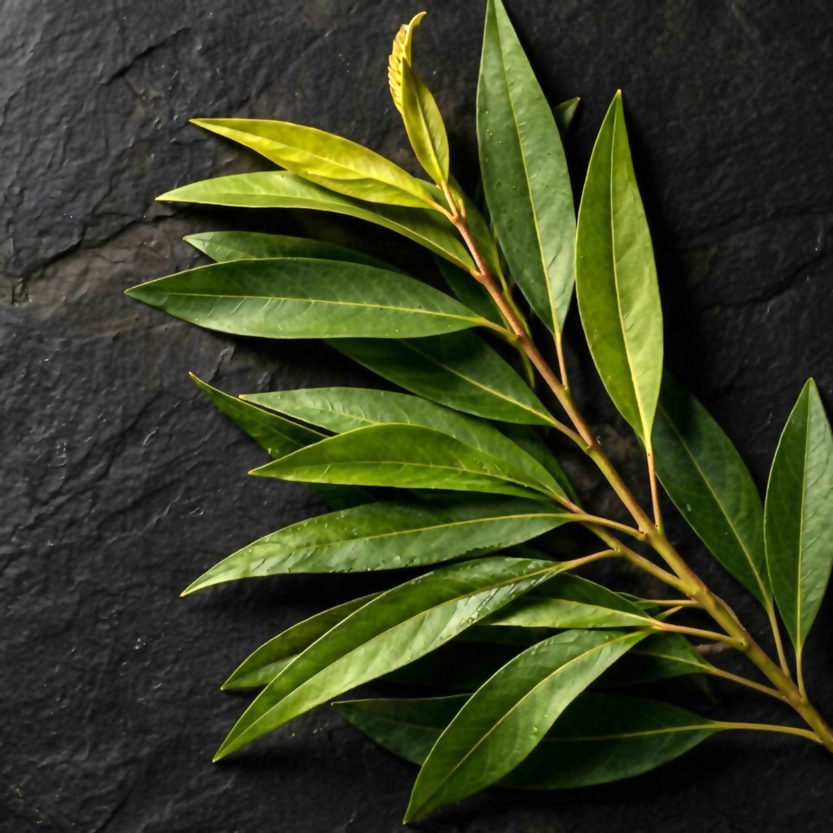 Fresh lemon myrtle leafy branch with green leaves and new growth arranged on a black slate surface