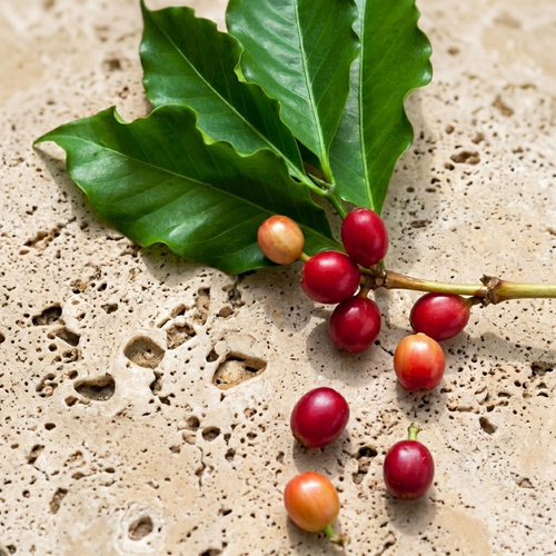Ripe coffee cherries with glossy green leaves arranged on a pale textured stone surface