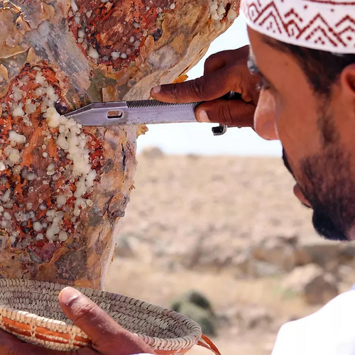 Traditional harvesting of frankincense resin from a Boswellia sacra tree.
