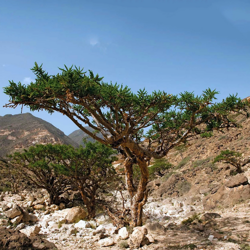 Boswellia sacra frankincense tree growing in the rocky Dhofar landscape.