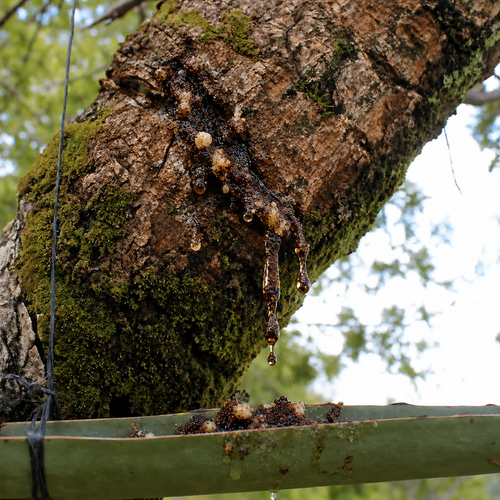 Copal resin oozing from tree bark and dripping towards a traditional green collection trough