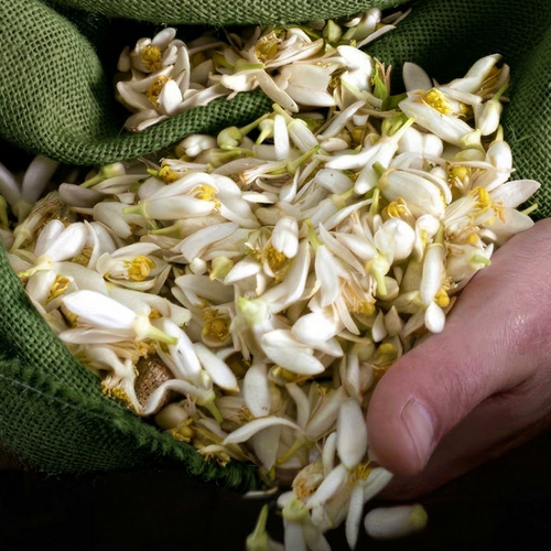 Fresh Citrus × aurantium blossoms gathered in green cloth