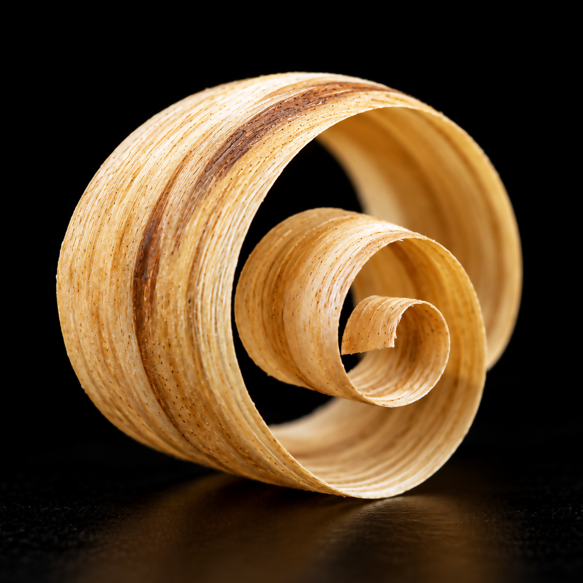 Single curled shaving of pale golden Palo Santo wood with fine grain on a black background