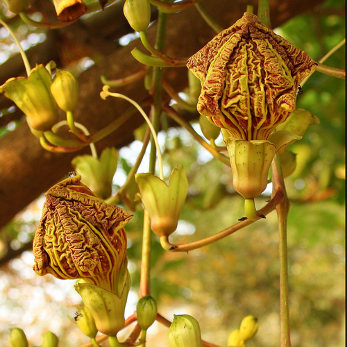 African Sausage Tree flower cluster (Kigelia africana) on the tree.