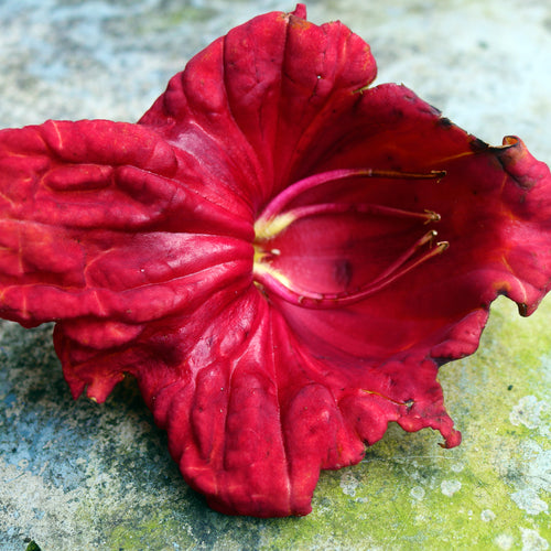 Close-up of a deep red African Sausage Tree flower (Kigelia africana) showing the flower interior and stamens