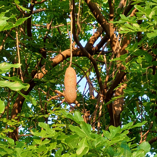 Mature African Sausage Tree fruit (Kigelia africana) hanging within the canopy