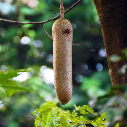 Close-up of a mature African Sausage Tree fruit (Kigelia africana) hanging from the tree