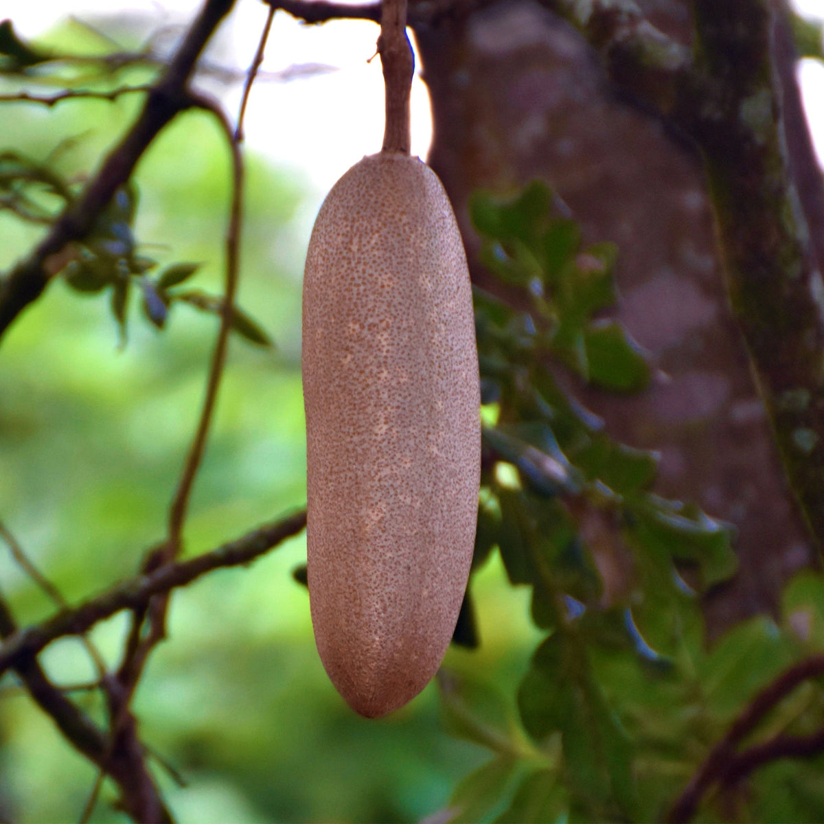 Single mature African Sausage Tree fruit (Kigelia africana) hanging naturally from the tree