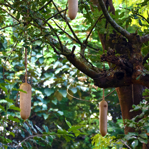 Multiple mature African Sausage Tree fruits (Kigelia africana) hanging on the tree