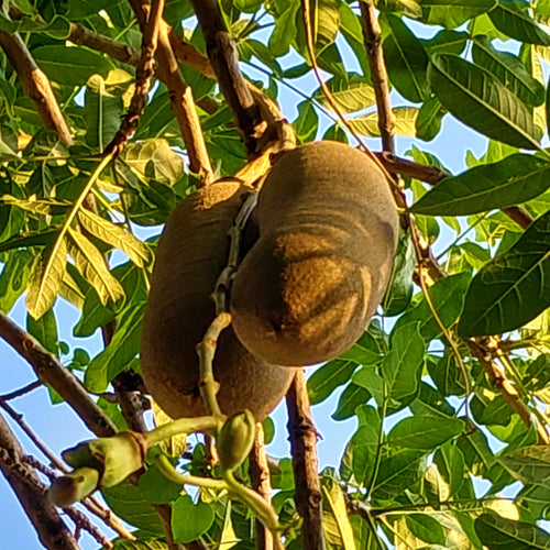 Paired mature African Sausage Tree fruits (Kigelia africana) hanging from the tree