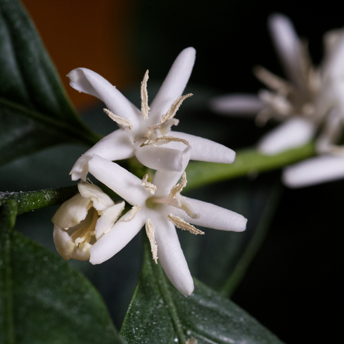 Arabica Coffee K7 Coffea arabica flower macro with dark green leaves