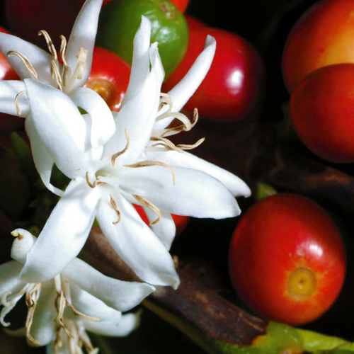 Arabica Coffee K7 Coffea arabica white flowers with ripening coffee cherries