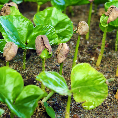 Arabica Coffee K7 Coffea arabica germinating seedlings emerging from soil
