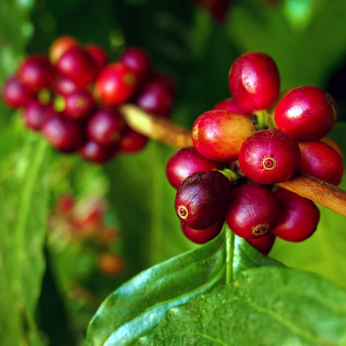 Arabica Coffee K7 Coffea arabica ripe red coffee cherries on the plant