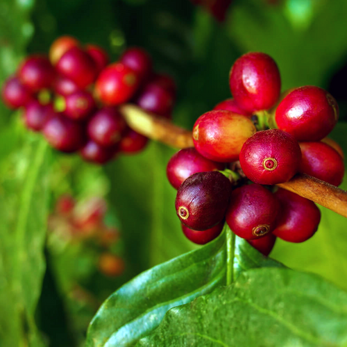 Arabica Coffee K7 Coffea arabica ripe red coffee cherries on the plant