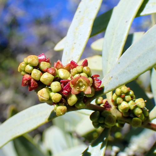 Australian Sandalwood (Santalum spicatum) flower buds and small open flowers among blue-green leaves
