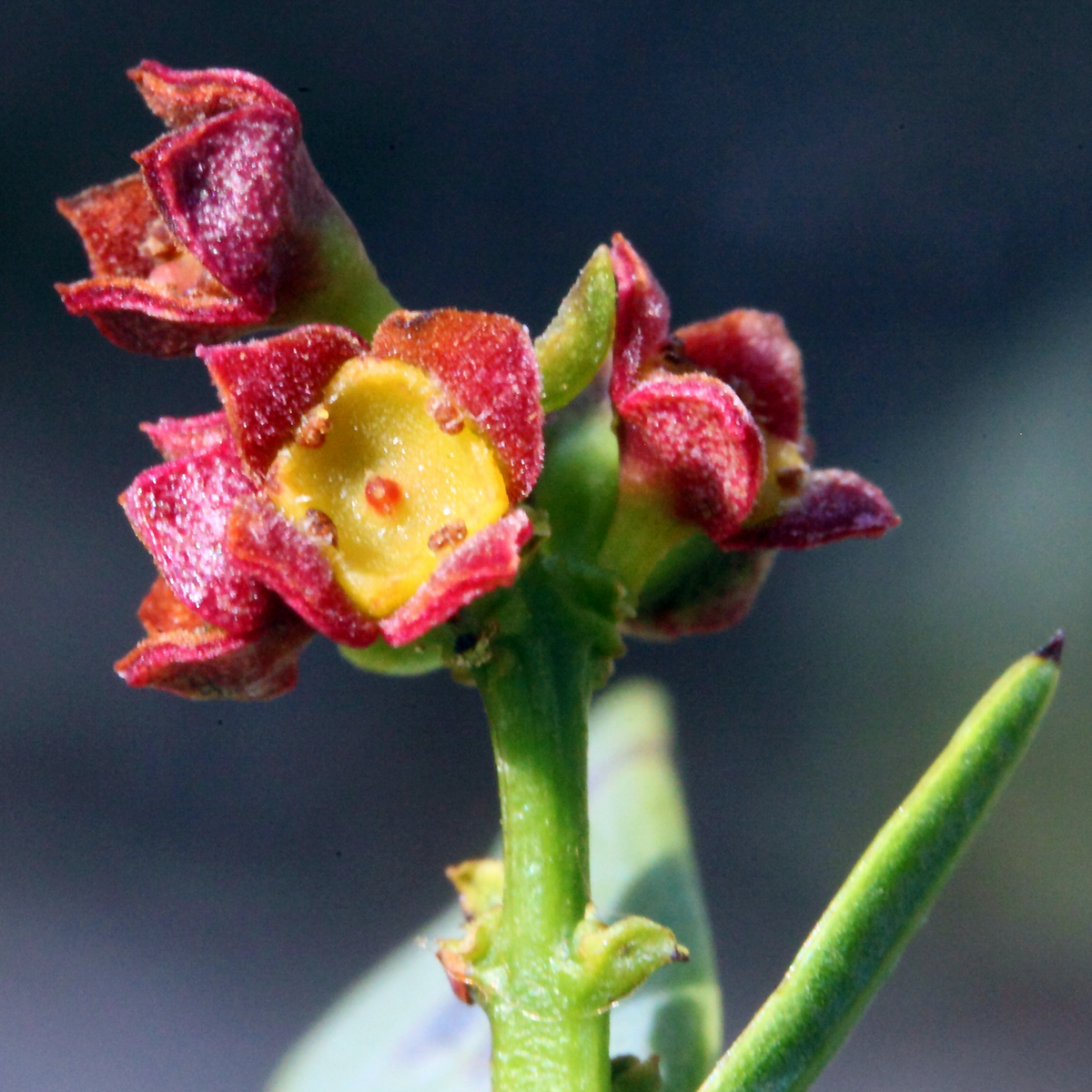 Australian Sandalwood (Santalum spicatum) flower close-up showing red petals and yellow-green centre