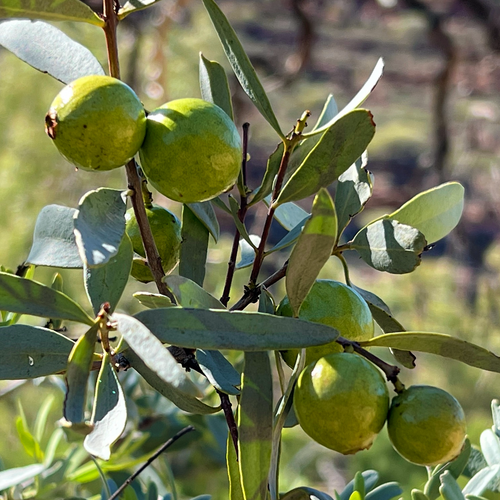 Australian Sandalwood (Santalum spicatum) green fruit cluster with blue-green leaves