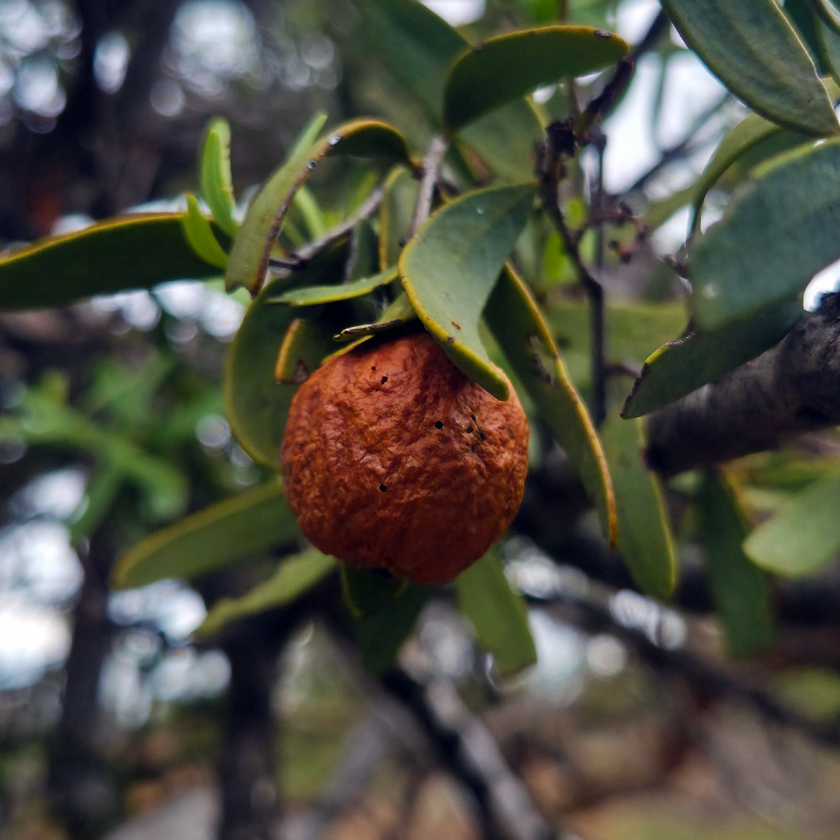 Mature brown Australian Sandalwood (Santalum spicatum) fruit hanging among leaves