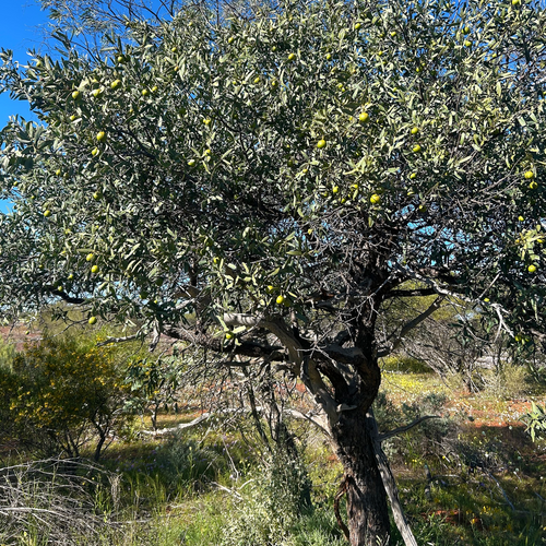 Mature Australian Sandalwood (Santalum spicatum) tree carrying fruit in Western Australian habitat