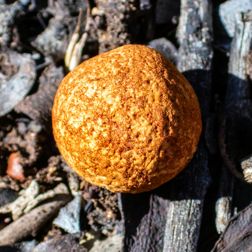 Close-up of a hard-shelled Australian Sandalwood (Santalum spicatum) seed nut