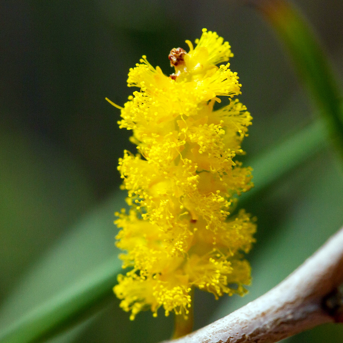 Macro close-up of Burkitt's Wattle (Acacia burkittii) bright yellow flower spike.