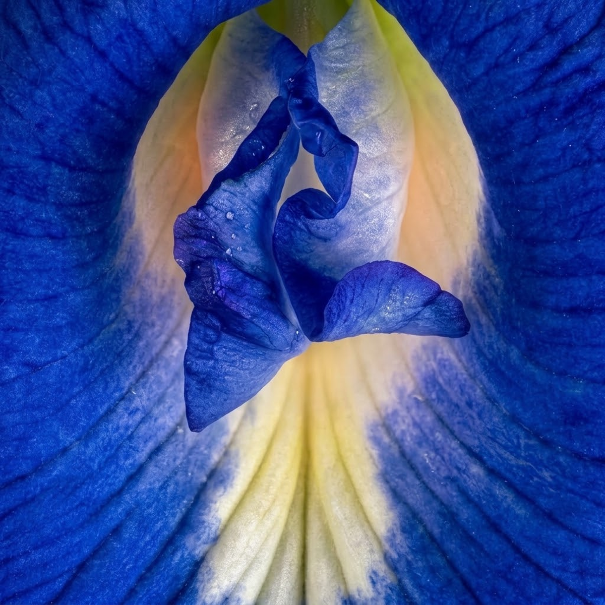Macro view of a cobalt-blue Butterfly Pea (Clitoria ternatea) flower showing the pale throat and central petals.