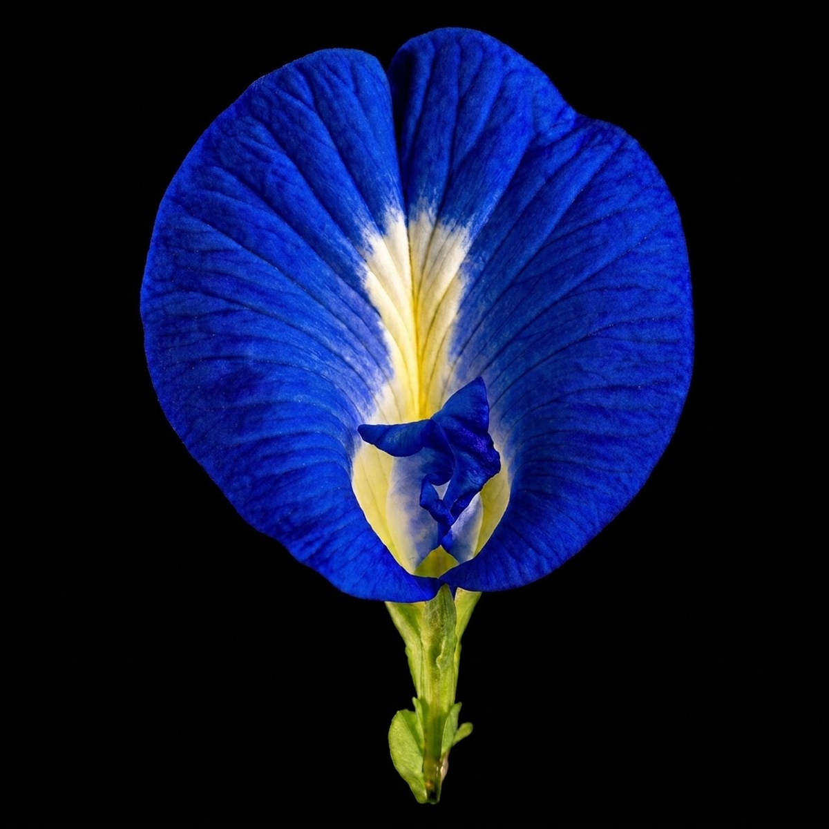 Butterfly Pea (Clitoria ternatea) vivid cobalt-blue flower on a black background.