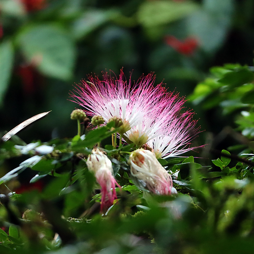 Bobinsana (Calliandra angustifolia) flowers and buds among dense green foliage
