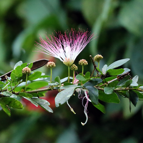 Bobinsana (Calliandra angustifolia) flowering branch with one open bloom and several buds