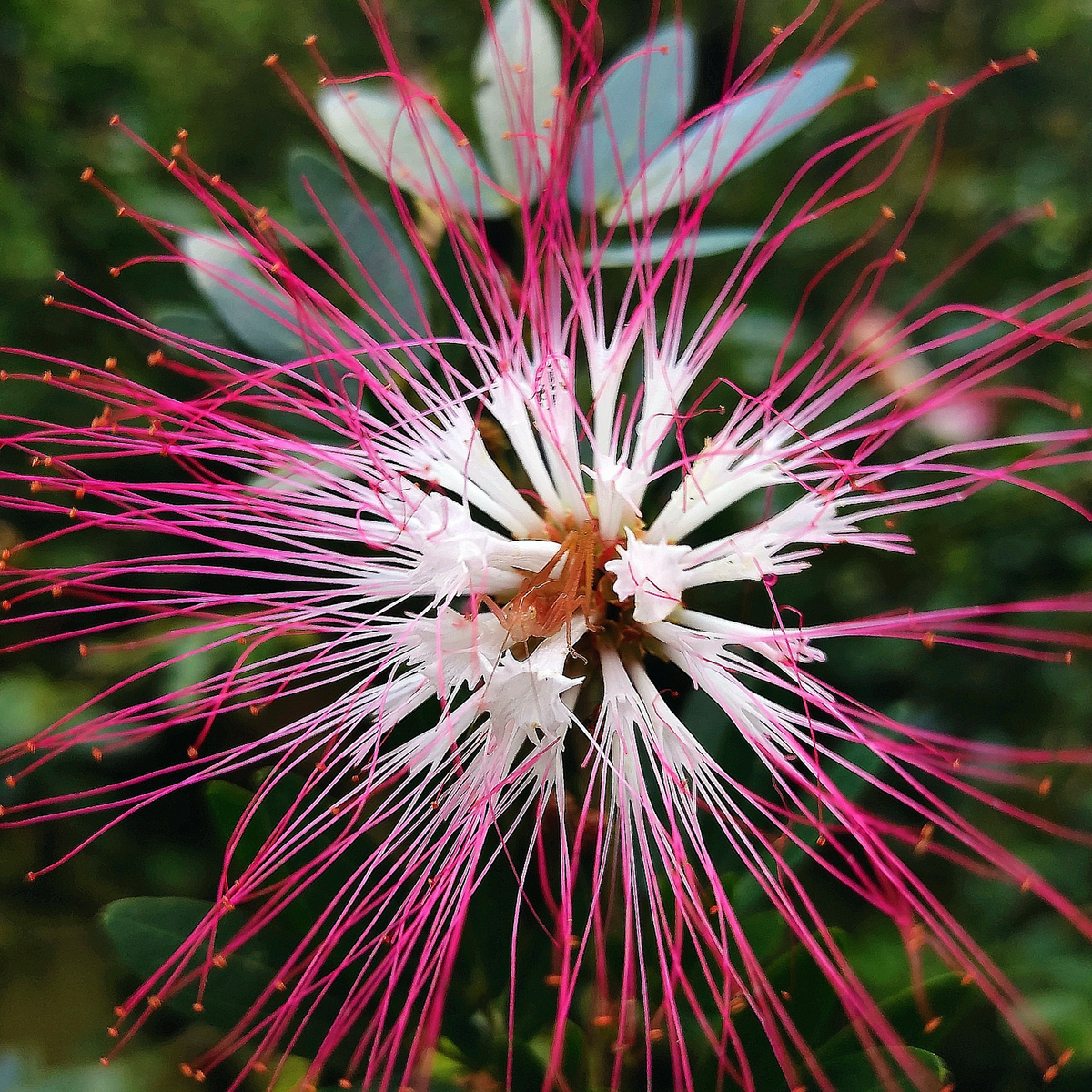 Frontal macro of a pink and white Bobinsana flower (Calliandra angustifolia)