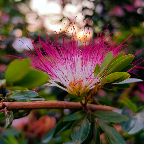 Pink and white Bobinsana flower (Calliandra angustifolia) on a leafy branch