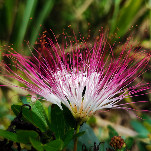 Side close-up of a pink and white Bobinsana flower (Calliandra angustifolia) with a nearby bud