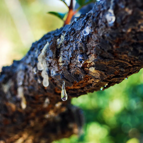 Fresh Chios mastic resin tears forming on the bark of Pistacia lentiscus.