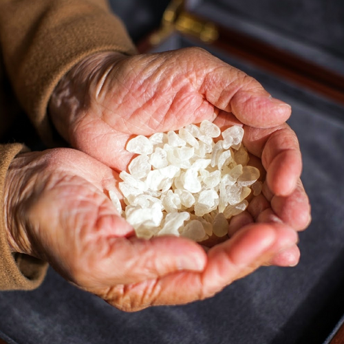 Chios mastic resin tears held in cupped hands.
