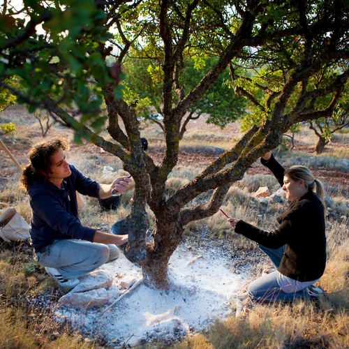 Traditional Chios mastic resin harvesting from Pistacia lentiscus in the Mastichochoria.