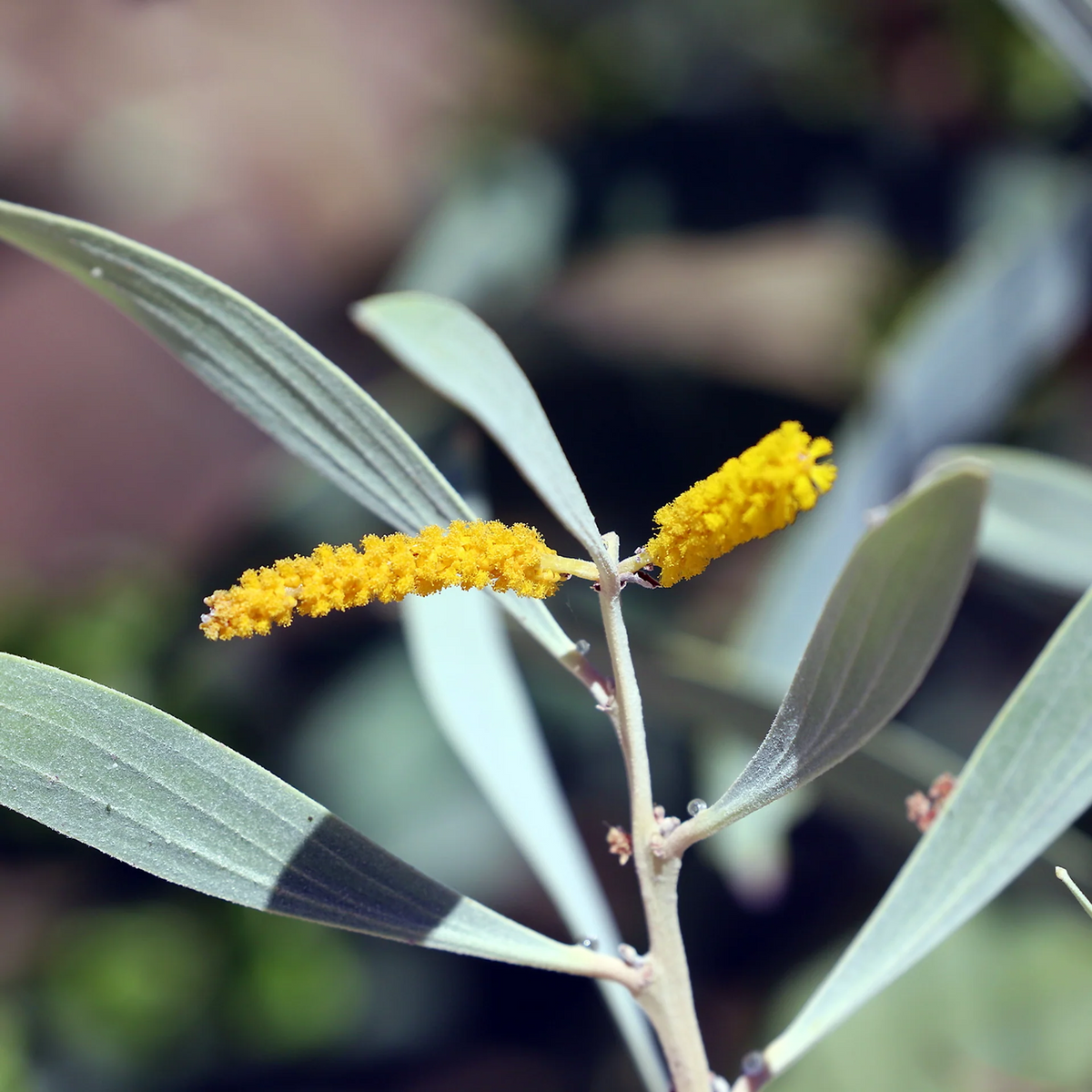 Close-up of Cole's Wattle (Acacia colei) golden-yellow flower spikes with silvery-grey phyllodes.