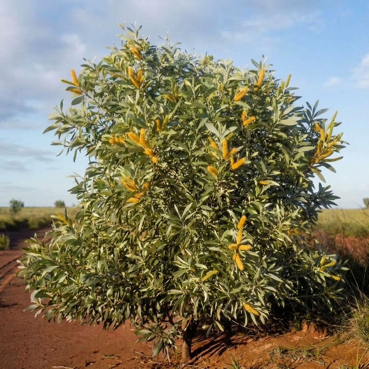 Mature Cole's Wattle (Acacia colei) flowering in a dry Australian landscape with silvery-grey phyllodes and golden flower spikes.