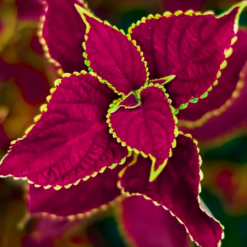 Close-up of burgundy Coleus scutellarioides leaves edged with bright chartreuse green.