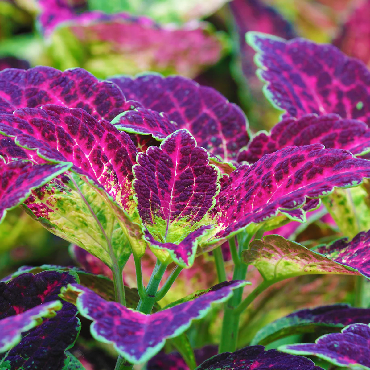 Close-up of Coleus scutellarioides foliage with deep magenta centres and bright green variegation.