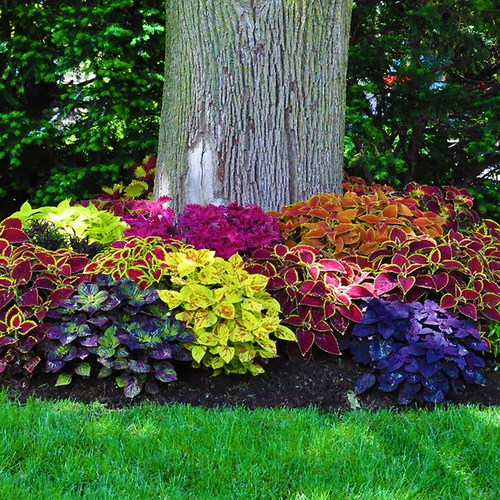 Mature Coleus Rainbow Mix plants used as colourful foliage bedding around the base of a tree.