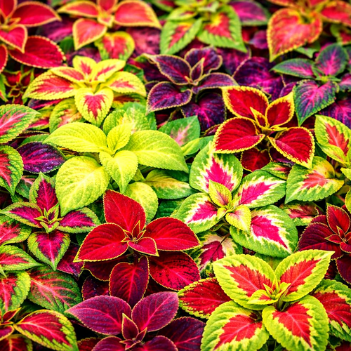 Coleus Rainbow Mix foliage display showing varied red, pink, yellow, lime green and purple leaf patterns.