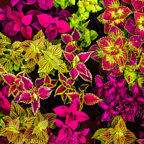 Coleus Rainbow Mix showing a vivid overhead display of mixed magenta, chartreuse, burgundy and green variegated foliage.