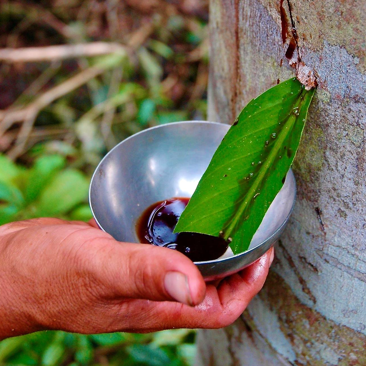 Collecting deep red Croton lechleri Sangre de Grado latex from a tree into a metal bowl beneath a green leaf