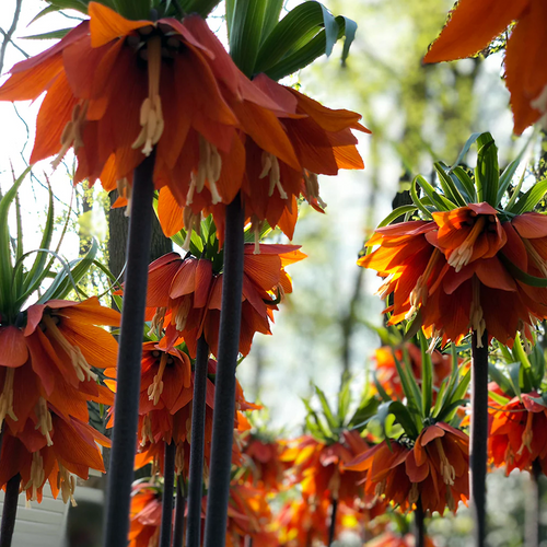 Backlit group of Crown Imperial, Fritillaria imperialis, showing tall stems and orange bell-shaped flowers in a woodland garden.